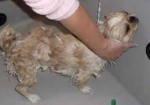 banho-e-tosa-de-animais-em-santana-1432059275