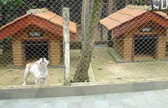 Canil Chameguinho - Foto 1