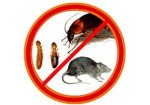 controle-de-pragas-em-santana-1432230836