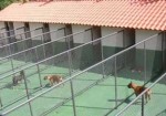 hotel-para-animais-em-santana-1432060204